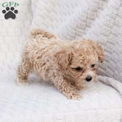 Chase/Bich-Poo									Puppy/Male	/October 4th, 2025,Chase   is 1 of 4 in his litter , he is F1 with an approximate adult weight of 6-9 poundso. 