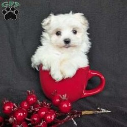 Snowflake- tiny/Maltese									Puppy/Female	/8 Weeks,Snowflake is a one of a kind! The most adorable little Maltese! She is a well socialized and playful pup! She is vet checked and micro- chipped as well as up to date on her vaccinations and dewormer! Call or text Katie today to find out more about this sweetheart!