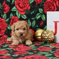 Kinsley/Morkie-Poo									Puppy/Female	/6 Weeks,This baby girl is ready to find her forever home! She is expected to be 7-8 lbs. full grown. She is being family raised with children and is very well socialized. She is up to date on all vaccines and preventive deworming. We encourage you to come meet her in person, however if you are out of the area, we offer facetime calls! If you have any questions or would like to make a deposit to place her on hold, give us a call/text or send us a message. All of our puppies go home with their proper paperwork, a 2 year genetic health guarantee, 30 free trail of Trupanion Pet Insurance, pre-paid registration that is emailed to you once you bring your puppy home, a pre-paid online K9 Master Class and microchipped. Each of our puppies also go home with some food to transition on, NuVet & treats. We do accept Ven