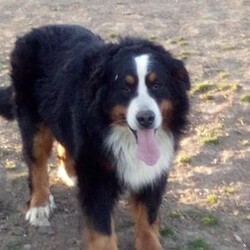 Bruno/Bernese Mountain Dog									Puppy/Male	/7 Weeks,Meet Bruno, your real live stocking stuffer;)he’s such a fluffy, sweet cuddle bug! Has an amazing temperament, Loves to play with the kids, but is pretty chill and cuddly as well making him the best Christmas gift anyone could ask for! 