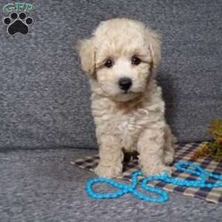 Tator/Bich-Poo									Puppy/Male	/7 Weeks,Hi, im a Bish-poo puppy. I am looking forward to meeting you! I am up to date with my immunizations, my wormer medications, and I have a Micro-chip so that I can be easily identified if I ever become lost! 