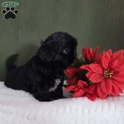 Herbie/Shih Tzu									Puppy/Male	/7 Weeks,Herbie is a very active and well-socialized puppy. He loves to play with children and is always the life of the litter. He comes with an AKC registration. His parents are approximately  10 to 14 #. Please contact us to make sweet Herbie your very own puppy!
