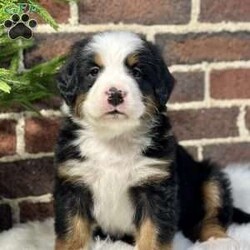 Bruno/Bernese Mountain Dog									Puppy/Male	/7 Weeks,Meet Bruno, your real live stocking stuffer;)he’s such a fluffy, sweet cuddle bug! Has an amazing temperament, Loves to play with the kids, but is pretty chill and cuddly as well making him the best Christmas gift anyone could ask for! 