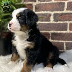 Bruno/Bernese Mountain Dog									Puppy/Male	/7 Weeks,Meet Bruno, your real live stocking stuffer;)he’s such a fluffy, sweet cuddle bug! Has an amazing temperament, Loves to play with the kids, but is pretty chill and cuddly as well making him the best Christmas gift anyone could ask for! 