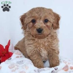 Irvin/Mini Goldendoodle									Puppy/Male	/9 Weeks,Meet Irvin! A gorgeous Miniature Goldendoodle puppy. Irvin has a sweet personality & the softest coat! He loves to play and get all the attention you can give him. He was born and raised with the Mast family. 