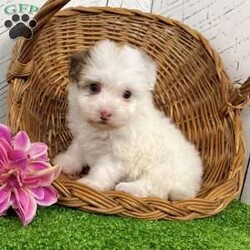Rita/Havanese									Puppy/Female	/10 Weeks,  Hey there! My name is Rita, and I’m a precious purebred AKC Havanese puppy looking for my forever family. I may be tiny, but I’ve got a whole lot of love to give! My coat is a beautiful mix of creamy white with soft tan/brown patches, and everyone says I look like a little stuffed animal come to life. I love being cuddled, I love being talked to, and I LOVE making people smile. Let me tell you a bit about myself… • I’m a purebred AKC registered Havanese • My birthday is October 26, 2025 • I come up to date on all shots & dewormings • I’m microchipped and come with a health guarantee • I’ve been socialized with lots of affection • I’m playful, gentle, and ready to become your new best friend! I can’t wait to find a family who will love me, spoil me, and let me curl up in their lap. If you want a sweet, loyal little buddy who will brighten your home every single day… that’s ME! I can even be delivered right to your door! Come get me soon!