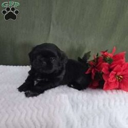 Herbie/Shih Tzu									Puppy/Male	/7 Weeks,Herbie is a very active and well-socialized puppy. He loves to play with children and is always the life of the litter. He comes with an AKC registration. His parents are approximately  10 to 14 #. Please contact us to make sweet Herbie your very own puppy!