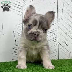 Charlotte/French Bulldog									Puppy/Female	/10 Weeks,  Meet Charlotte — A Stunning Lilac Merle Fluffy French Bulldog Princess! Introducing Charlotte, a gorgeous purebred AKC Fluffy French Bulldog with a luxurious lilac merle coat that’s soft, silky, and beautifully patterned. Her gentle expression and rare blue-green eyes give her an unforgettable, elegant look that stands out the moment you see her. Charlotte’s personality is just as sweet as her appearance. Raised in a loving family environment, she enjoys being held, cuddled, and interacting with people. Her calm, friendly nature makes her an excellent match for families or anyone hoping for a devoted companion with top-quality genetics and stunning color. Charlotte’s Info: • Breed: Purebred Fluffy French Bulldog • Color: Lilac Merle • Eyes: Blue-Green • Birthdate: October 22, 2025 • Registration: AKC Registered • Health: Up to date on shots & dewormings • Bonus: Microchipped   Health Guarantee • Raised: Family socialized Charlotte is a rare find — a fluffy-coated Frenchie with breathtaking coloring, soft features, and a lovable temperament. She’s ready to bring joy, beauty, and snuggles to her new home. Delivery available right to your door! Call or text to make Charlotte yours