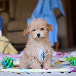 Max/Havapoo									Puppy/Male	/15 Weeks,Meet Max, our adorable Havapoo boy with a heart full of sweetness and charm! With his soft, fluffy coat and bright, expressive eyes, this little one is the kind of puppy who wins you over instantly. He loves to play, explore, and snuggle close during quiet moments—making him the perfect blend of fun-loving companion and cuddly sidekick. His friendly nature and happy personality make him a joy to be around, and he’s been raised with lots of love to ensure he’s well-socialized and ready for his forever family.