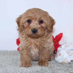 Irvin/Mini Goldendoodle									Puppy/Male	/9 Weeks,Meet Irvin! A gorgeous Miniature Goldendoodle puppy. Irvin has a sweet personality & the softest coat! He loves to play and get all the attention you can give him. He was born and raised with the Mast family. 