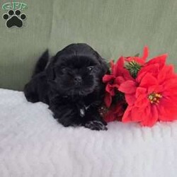 Herbie/Shih Tzu									Puppy/Male	/7 Weeks,Herbie is a very active and well-socialized puppy. He loves to play with children and is always the life of the litter. He comes with an AKC registration. His parents are approximately  10 to 14 #. Please contact us to make sweet Herbie your very own puppy!