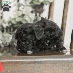 Leroy/Toy Poodle Mix									Puppy/Male	/6 Weeks,Meet our Sweet Toy Poodle Puppies! They are very easy going and perfect playmates for our children! They would make a perfect lap dog and they do very well with children! 