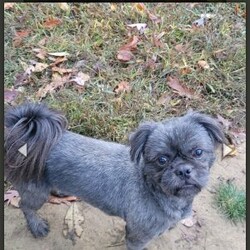 Herbie/Shih Tzu									Puppy/Male	/7 Weeks,Herbie is a very active and well-socialized puppy. He loves to play with children and is always the life of the litter. He comes with an AKC registration. His parents are approximately  10 to 14 #. Please contact us to make sweet Herbie your very own puppy!
