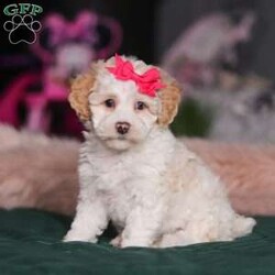 Alice/Miniature Poodle									Puppy/Female	/9 Weeks,Meet Alice, the most adorable ACA Mini Poodle! She’s the perfect combination of sweet affection and lively energy. Known for their intelligence, Poodles tend to be highly trainable and eager to please and they love learning new things that showcase their cleverness. Her hypoallergenic, beautiful coat is not only soft and luxurious but will also shed very minimally, making her the perfect choice for those prone to allergies. Whether she’s prancing proudly by your side on a walk, playing a game, or snuggling up for a quiet moment, she will fill your days with joy!