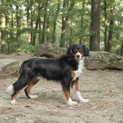 Felicity/Miniature Bernese Mountain Dog									Puppy/Female	/7 Weeks,Meet sweet little Felicity! She is so little with the cutest face! All puppies in this litter are fully vet checked, health guaranteed, shots and de wormer up to date, puppy info starter kit provided at time of pick up along with all other documentation. The mother and father of the puppies is here on site to meet as well; both parents of this litter and all puppies have an outstanding friendly personality. If your looking for a smaller breed breed that has a good mix friendly, playful but also calm this would be a great choice pick for you! Reach out to us today to schedule your visit to meet them in person. Happy Holidays & Happy New Year!!