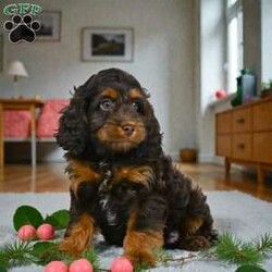 milo/Cockapoo									Puppy/Male	/11 Weeks,Are you looking for an awesome puppy ? This one would love to be your buddy!! Bred ti bring joy and love to your life .This youngster is waiting on you .