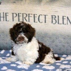 Piper/Havanese									Puppy/Female	/10 Weeks,Meet your new BFF, Piper! This super cute Havanese puppy is vet checked & up to date on shots & wormer. She is registered with the AKC, plus comes with a health guarantee provided by the breeder! Piper is well socialized & currently being family raised!