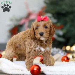 Beverly/Cockapoo									Puppy/Female	/7 Weeks,Introducing an adorable Cockapoo named Beverly! This darling girl is the definition of  sweet and lovable—always ready to greet people with tail wags and snuggles. She has a playful side too, especially when there’s a toy involved or a new spot to explore. With her soft, wavy coat and warm eyes, she knows exactly how to melt hearts. Whether it’s joining in on adventures or curling up for a cozy nap, this little one may just be the perfect little sidekick for your family!