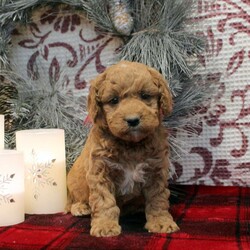Sal/Miniature Poodle Mix									Puppy/Male	/11 Weeks,Sal is a soft and sweet Miniature Poodle Mix puppy who will love being adored by his forever family! This gentle little guy is being socialized and family raised, getting ready to meet you. Sal comes home microchipped and with a 30 day health guarantee as well as an extended genetic health guarantee, both provided by the breeder. This cutie has also been seen by a vet and is up to date on shots and de-wormer.