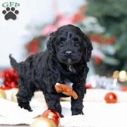Benson/Cockapoo									Puppy/Male	/6 Weeks,Meet the most adorable Cockapoo named Benson! This handsome boy is the definition of  sweet and lovable—always ready to greet people with tail wags and snuggles. He has a playful side too, especially when there’s a toy involved or a new spot to explore. With his soft, wavy coat and warm eyes, he knows exactly how to melt hearts. Whether it’s joining in on adventures or curling up for a cozy nap, this little one may just be the perfect little sidekick for your family!