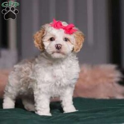 Alice/Miniature Poodle									Puppy/Female	/9 Weeks,Meet Alice, the most adorable ACA Mini Poodle! She’s the perfect combination of sweet affection and lively energy. Known for their intelligence, Poodles tend to be highly trainable and eager to please and they love learning new things that showcase their cleverness. Her hypoallergenic, beautiful coat is not only soft and luxurious but will also shed very minimally, making her the perfect choice for those prone to allergies. Whether she’s prancing proudly by your side on a walk, playing a game, or snuggling up for a quiet moment, she will fill your days with joy!