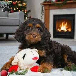 milo/Cockapoo									Puppy/Male	/11 Weeks,Are you looking for an awesome puppy ? This one would love to be your buddy!! Bred ti bring joy and love to your life .This youngster is waiting on you .