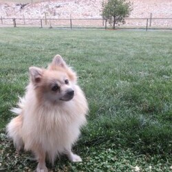 Ramsey/Pomeranian									Puppy/Male	/13 Weeks,Meet Ramsey, an absolutely adorable ACA Pomeranian puppy with a personality as bright and cheerful as his fluffy coat! He is full of playful energy and curiosity, always ready for little adventures and snuggles alike. He has a sweet, loving nature that melts hearts, making him a perfect companion for families or anyone looking for a loyal, happy little friend. With his tiny paws, bright eyes, and soft, plush fur, he’s guaranteed to bring joy and smiles wherever he goes.