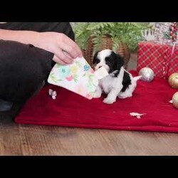 Rosie/Havanese									Puppy/Female	/5 Weeks,Hi, I’m Rosie—an absolutely adorable AKC registered Havanese puppy with a soft, fluffy coat and the happiest little personality! I love prancing around with my tail wagging, chasing after toys, and making everyone smile with my playful charm. When I’m all tuckered out, my favorite place to be is snuggled up close where it’s warm and cozy. With my gentle heart and silly spirit, I’m ready to be the perfect companion and fill my forever family’s days with love and joy.