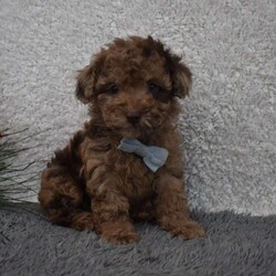 Garfield/Toy Poodle									Puppy/Male	/8 Weeks,Hi my name is Garfield!  I’m a sweet,outgoing playful puppy who looking for my furever home so please pick me for your furever companion. 