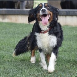 Felicity/Miniature Bernese Mountain Dog									Puppy/Female	/7 Weeks,Meet sweet little Felicity! She is so little with the cutest face! All puppies in this litter are fully vet checked, health guaranteed, shots and de wormer up to date, puppy info starter kit provided at time of pick up along with all other documentation. The mother and father of the puppies is here on site to meet as well; both parents of this litter and all puppies have an outstanding friendly personality. If your looking for a smaller breed breed that has a good mix friendly, playful but also calm this would be a great choice pick for you! Reach out to us today to schedule your visit to meet them in person. Happy Holidays & Happy New Year!!