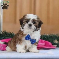 Asher/Shih Tzu									Puppy/Male	/10 Weeks,Meet Asher, an adorable AKC registered Shihtzu who’s brimming with curiosity and charm! With his sweet expression and a personality that shines, he will always be ready to brighten your day. This little guy is always eager to explore the world around him, whether it’s sniffing out new adventures or playfully chasing after his favorite toy. His bright eyes and wagging tail are always full of excitement, ready to turn every moment into a fun-filled experience. If you’re looking for a loyal companion who’s as inquisitive as loving, Asher is the perfect choice! The Mama, Brittany is a gorgeous Shihtzu who weighs 14 lbs. She’s the definition of sweet and gentle, always protecting and caring for her babies. The dad, Ralph is a striking Shihtzu weighing 12 lbs. He showcases his intelligence and elegance in everything he does. He passes down his excellent health, stunning coat, and well-balanced temperament to his puppies. Asher will join his forever family vet checked, up to date on vaccinations, dewormer, and he comes with a 1 year genetic health guarantee for your peace of mind. For more information or to schedule a visit, please call or text us anytime Monday through Saturday. Thanks! –Jonas Hershberger 