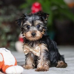 Jingles/Yorkie									Puppy/Male	/11 Weeks,Hi, I’m Jingles — a tiny Yorkshire Terrier puppy with a whole lot of cuteness packed into my little body! I have a soft, silky coat, bright twinkling eyes, and the happiest little prance that shows just how excited I am about everything. I love playing with toys, exploring new places, and soaking up all the cuddles I can get. I may be small, but I’m full of personality, sweetness, and charm — and I’m ready to bring joy to everyone I meet!