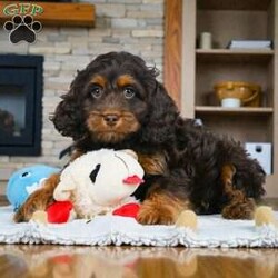 milo/Cockapoo									Puppy/Male	/11 Weeks,Are you looking for an awesome puppy ? This one would love to be your buddy!! Bred ti bring joy and love to your life .This youngster is waiting on you .