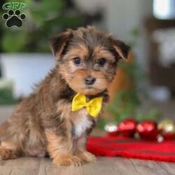 Brady/Morkie / Yorktese									Puppy/Male	/12 Weeks,Meet Brady, an irresistibly cute F1B male Morkie with a big personality in the perfect cuddle-sized package. With his soft, fluffy coat, bright eyes, and heart-melting face, he’s as charming as they come. Sweet and affectionate, Brady also has a playful, spunky side that keeps things fun.