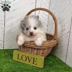 Teddy/Pomeranian									Puppy/Male	/7 Weeks,Allow Me to Introduce Myself… I’m Teddy A Merle Parti Pomeranian of Exceptional Quality Hello… my name is Teddy, and I’m a purebred AKC Pomeranian created for those who appreciate the finer things. I wear a rare merle parti coat that’s plush, thick, and perfectly balanced—paired with my teddy bear face and striking blue eyes that tend to stop people mid-sentence. My parents are in 6-7 pound range so I should stay a nice small size! I may be small, but I carry myself with confidence and charm. I’m soft to the touch, beautifully marked, and already quite aware that I’m something special. My coloring is eye-catching yet elegant—exactly what you’d expect from a top-tier Pomeranian. About Me: • Breed: Purebred Pomeranian • Color: Merle Parti • Eyes: Bright Blue • Birthdate: November 3, 2025 • Registration: AKC Registered • Care: Up to date on shots & dewormings • Includes: Microchipped   Written Health Guarantee • Raised: With careful handling and early socialization I’m looking for a home that values quality, beauty, and companionship. In return, I promise loyalty, sweetness, and a lifetime of turning heads wherever we go together. Delivery is available right to your door! Contact us today to make Teddy yours!