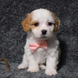 Holly/Cavachon									Puppy/Female	/9 Weeks,Hello my name is Holly! I’m a sweet ,outgoing and loving puppy who is looking for her furever home ,so please pick me for your furever companion