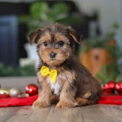 Brady/Morkie / Yorktese									Puppy/Male	/12 Weeks,Meet Brady, an irresistibly cute F1B male Morkie with a big personality in the perfect cuddle-sized package. With his soft, fluffy coat, bright eyes, and heart-melting face, he’s as charming as they come. Sweet and affectionate, Brady also has a playful, spunky side that keeps things fun.