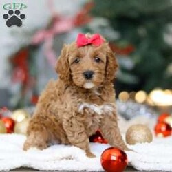 Beverly/Cockapoo									Puppy/Female	/7 Weeks,Introducing an adorable Cockapoo named Beverly! This darling girl is the definition of  sweet and lovable—always ready to greet people with tail wags and snuggles. She has a playful side too, especially when there’s a toy involved or a new spot to explore. With her soft, wavy coat and warm eyes, she knows exactly how to melt hearts. Whether it’s joining in on adventures or curling up for a cozy nap, this little one may just be the perfect little sidekick for your family!
