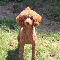 Benson/Cockapoo									Puppy/Male	/6 Weeks,Meet the most adorable Cockapoo named Benson! This handsome boy is the definition of  sweet and lovable—always ready to greet people with tail wags and snuggles. He has a playful side too, especially when there’s a toy involved or a new spot to explore. With his soft, wavy coat and warm eyes, he knows exactly how to melt hearts. Whether it’s joining in on adventures or curling up for a cozy nap, this little one may just be the perfect little sidekick for your family!