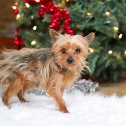 Eden/Yorkie									Puppy/Female	/9 Weeks,Meet Eden, the most darling little ACA Yorkshire Terrier you’ll ever encounter! With her soft, black & tan coat and twinkling eyes, she’s a picture of pure charm. She boasts a spunky yet sweet personality, she loves cozy snuggles as much as she does active play sessions. Yorkies are often described as loyal, intelligent and feisty dogs; despite their tiny size, they have big personalities and tend to steal the spotlight with their confident demeanor. She is the perfect blend of affection and sass, making her an irresistible companion for anyone lucky enough to welcome her into their home!