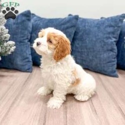 Ruger/Cockapoo									Puppy/Male	/9 Weeks,Meet Ruger, this sweet and adorable Cockapoo! A wonderful little guy bubbling with joy!