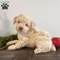 Snowball/Toy Poodle									Puppy/Female	/8 Weeks,Hello i am snowball a cute playful toy poodle. I am well loved and cared for by the millers, the kids love playing with me! If you are looking for the perfect Christmas gift look no farther. I am sure to bring lots of smiles and joy everyday for years to come. My mom is a 10 pound akc toy poodle. My dad is a 5 pound akc toy poodle. I am vet checked and come with a 12 month genetic health guarantee. I am up to date on all vaccinations and deworming. I come with a sample bag of dog food, blanket with litter mates scent, and a toy. Please contact the millers if you can provide a loving home for me