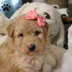 Nova/Mini Aussiedoodle									Puppy/Female	/6 Weeks,Say hello to Nova, an absolutely irresistible Mini Aussiedoodle who is bursting with love, charm, and personality. Nova is the perfect blend of her wonderful parents—Ariel, a gentle and devoted 30-lb Australian Shepherd, and Emerson, a 10-lb Mini Poodle who thrives on attention—both genetically clear for your peace of mind. As an only puppy, Nova has enjoyed endless cuddles and one-on-one time, making her exceptionally sweet, confident, and people-focused. She is playful yet loving, the kind of puppy who will happily chase toys and then curl up in your lap. Nova comes up to date on all vaccines and deworming, has had a recent vet exam, is microchipped, and includes a one-year genetic health guarantee. She will also go home with a thoughtfully prepared starter kit (food, toy, blanket, and more) to help her settle in comfortably. Nationwide delivery is available by ground transport or flight nanny, and pickup is always welcome. Nova isn’t just a puppy—she’s a loyal companion ready to light up your home and heart. 