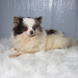 Ava/Pomeranian									Puppy/Female	/10 Weeks,Meet Ava! This sweet little puppy is being family raised and is very playful and lovable! Ava has been vet checked and is up-to-date on shots and deworming. For more information or to schedule a visit please contact us today. 