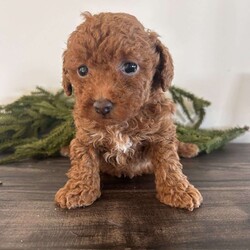 Hope/Toy Poodle									Puppy/Female	/22 Weeks,Hello I am Hope thee most adorable red toy poodle. I am such a sweet laid back puppy just in time for Christmas. The miller kids adore me and love to play with me. My mom is an 8# akc red toy poodle and dad is an akc 5# red toy poodle. My expected adult weight is around 8 pounds. I am up to date on all vaccinations and deworming and come with a 12 month genetic health guarantee. I also come with a sample bag of dog food, a blanket with litter mates scent, and a toy. If you can provide a loving home for me please contact the millers.