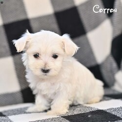 Cotton/Maltese									Puppy/Female	/8 Weeks,Our Maltese puppies are sweet, affectionate, and full of charm, and they are now looking for loving forever homes. These precious pups are being raised in a family environment where they receive love, gentle handling, and early socialization. 