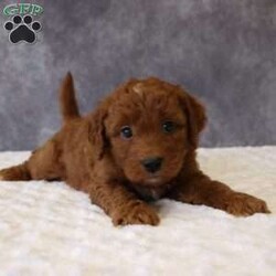 Milo/Mini Goldendoodle									Puppy/Male	/6 Weeks,Milo a sweet F1B Mini Goldendoodle with a loving, affectionate personality. He adores being held and truly craves attention, making him a wonderful companion. Milo will be vet-checked, and is on a regular deworming program, and current on all age-appropriate vaccinations. He is also Microchipped
