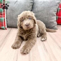 Aspen/Newfoundland									Puppy/Female	/10 Weeks,Hello there! I’m Aspen a beautiful Brown and White Newfoundland puppy! Aspen is the perfect addition to any family. Don’t miss the opportunity to bring home this delightful Newfoundland puppy! I’m well socialized and ready to fit into your family! I would love to fill your home with all of my puppy love! I have been vet checked, microchipped and I am up to date on vaccinations and dewormings and will come with a one year genetic health guarantee and AKC registration! Call or text anytime to make me the newest addition to your family and get ready to spend a lifetime of tail wagging fun!