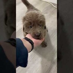 Aspen/Newfoundland									Puppy/Female	/10 Weeks,Hello there! I’m Aspen a beautiful Brown and White Newfoundland puppy! Aspen is the perfect addition to any family. Don’t miss the opportunity to bring home this delightful Newfoundland puppy! I’m well socialized and ready to fit into your family! I would love to fill your home with all of my puppy love! I have been vet checked, microchipped and I am up to date on vaccinations and dewormings and will come with a one year genetic health guarantee and AKC registration! Call or text anytime to make me the newest addition to your family and get ready to spend a lifetime of tail wagging fun!