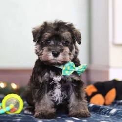 Trace/Miniature Schnauzer									Puppy/Male	/9 Weeks,Meet Trace, an absolutely adorable AKC Miniature Schnauzer with a personality as charming as his signature whiskers! Full of curiosity and playful energy, he loves exploring new surroundings, chasing toys, and showering everyone with affection. With his bright, expressive eyes and soft, wiry coat, Trace is impossible to resist. Whether he’s snuggling close for a cozy moment or showing off his playful antics, he is sure to bring endless joy, love, and companionship to any home lucky enough to have him.